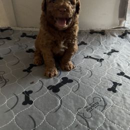 Goldendoodle and Poodle Puppies from Natalia Ovalle
