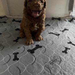 Goldendoodle and Poodle Puppies from Natalia Ovalle