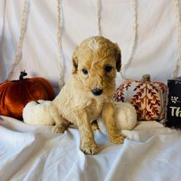 Honey - Cream female Goldendoodle puppy in Cedartown, Georgia from Loyal Doodles