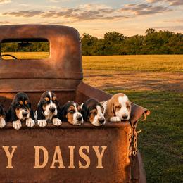 Basset Hounds from Lazy Daisy Basset Hounds
