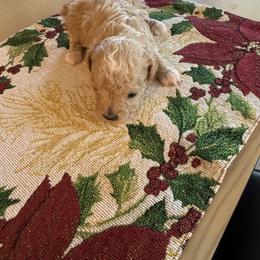 Boy 1 - Brown male Maltipoo puppy in Brooksville, Florida from DeVall Maltipoos