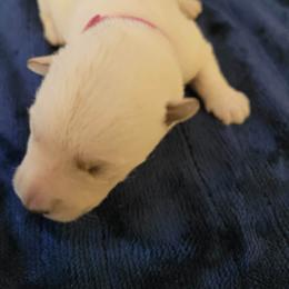 Dark Pink - Wheaten female Scottish Terrier puppy in Carson City, Nevada from McCulley's Battle Born Scotties
