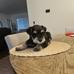 Male 3 - Salt and pepper male Miniature Schnauzer puppy in Chino, California from So Cal Schnauzer