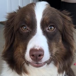 Australian Shepherds from Kreger Farms