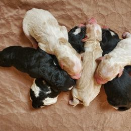 Goldendoodle Puppies from Doodles of Colorado
