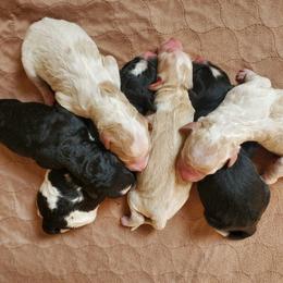 Goldendoodle Puppies from Doodles of Colorado