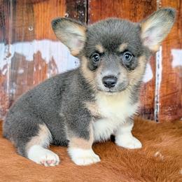 Marilla Cuthbert - Gray and white female American Corgi puppy in Paden, Oklahoma from Sunray Ranch