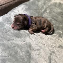 Cotton candy - Merle female Whoodle puppy in Gladewater, Texas from Kalin’s K9s
