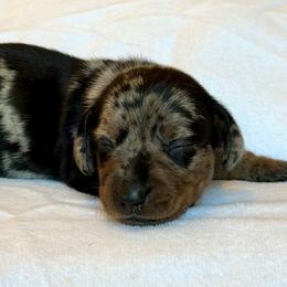 Girl 3 - Dapple female Dachshund puppy in Hollidaysburg, Pennsylvania from Weenie Bros