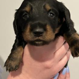 Dachshund Puppies from Brittany Thompson