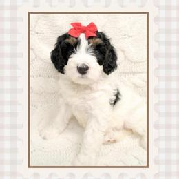Noelle - Black and white female Bernedoodle puppy in Bowling Green, Ohio from Windy Creek Doodles