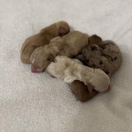 Dachshund Puppies from Silver Dach Farms