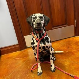 Athena - Dalmatian