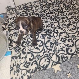 Lacey - Brindle female Companion Cross puppy in Fort Myers, Florida from Legends Frenchton's, French Bulldogs ,Boston Terriers, Reindeer chihuahuas & French Bullhuahua's