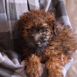 Jones - Red male Whoodle puppy in West Bend, Iowa from Blue Skies Terriers