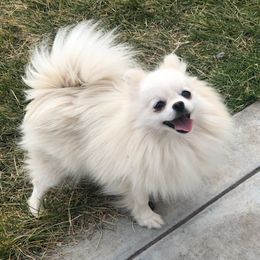 Suzie - Pomeranian