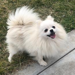Suzie - Pomeranian