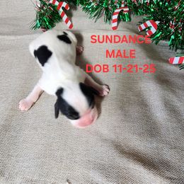 AKC SUNDANCE - Tri-color male Cavalier King Charles Spaniel puppy in Joplin, Missouri, Missouri from HOL-A-DA CAVALIERS