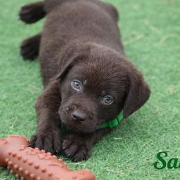 Sailor - Chocolate male Labrador Retriever puppy in Morriston, Florida from Penny Lane Labradors