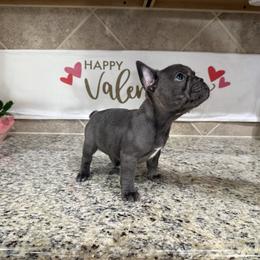 Stormy - Blue female French Bulldog puppy in New Braunfels, Texas from Quist family farm