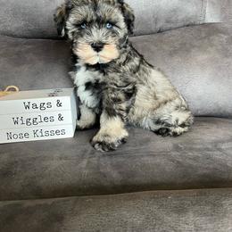 Charlie - Salt and pepper male Miniature Schnauzer puppy in Stuart, Iowa from Johnson Family Paws