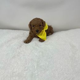 Maltipoo Puppies from Piper N Penny