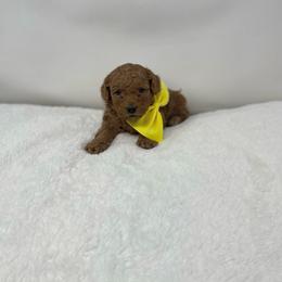 Maltipoo Puppies from Piper N Penny