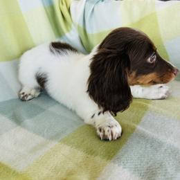 Boy 3 - Piebald male Dachshund puppy in Oklahoma from DRB Dachshunds