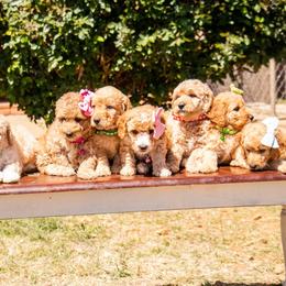 Aussiedoodle and Goldendoodle Puppies from Ever After Doodles Arizona