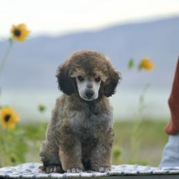 Rhysand - Sable male Poodle puppy in Orem, Utah from First Class Poodles