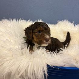 Chip - Brown male Bernedoodle puppy in Waco, Texas from Doodles of Your Dreams (formerly Texana Doodles)