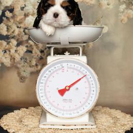 Brittany and Cavalier King Charles Spaniel Puppies from Katy Cavaliers & Barefoot Days Brittanys