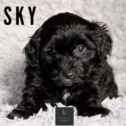 Aussiedoodle and Australian Shepherd Puppies from Legacy Farm