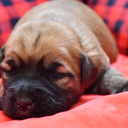 Lilly - Wheaten female Soft Coated Wheaten Terrier puppy in Kirksville, Missouri from BellSharps Australian Shepherds