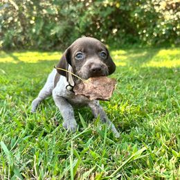 Lynda light tan collar - Liver roan female German Shorthaired Pointer puppy in Six Mile, South Carolina from The Proper Pointer Co.