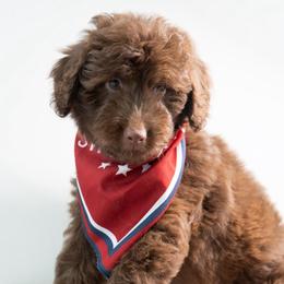 Jim - Brown and white male Aussiedoodle puppy in Jackson, Tennessee from Dinah Doodles and Aussies