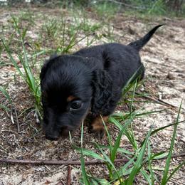 Kodac - Black and tan male Dachshund puppy in Clermont, Florida from Dachshund Dad®