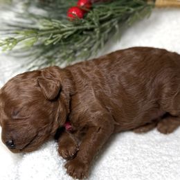 Violet collar - Red  female Goldendoodle puppy in Monrovia, California from Fancy Paws Inc