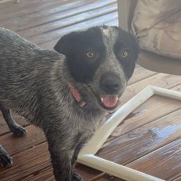 Barbie - Australian Cattle Dog