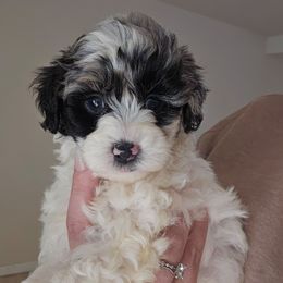 Maxine - Blue merle female Aussiedoodle puppy in Galena, Illinois from Perry's doodles
