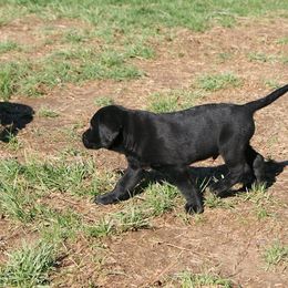 Labrador Retriever Puppies from Milliken Creek Labs