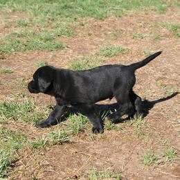 Labrador Retriever Puppies from Milliken Creek Labs