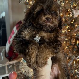 Beam - Tri-color female Cavapoo puppy in Arabi, Georgia from Huckadoodle Farm