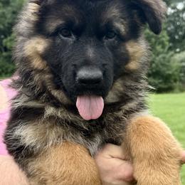 Tara - Black and red female German Shepherd puppy in Johnstown, Ohio from Vom Haus Neufus