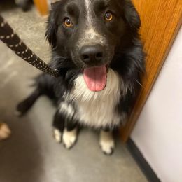 Miniature Australian Shepherd All Grown Up from Jones Mini Aussies