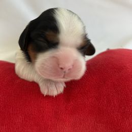 Luna - Tri-color female Cavalier King Charles Spaniel puppy in Gallatin, Tennessee from Kids and Canines