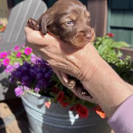 Girl 1 - Chocolate and tan female Dachshund puppy in Gouverneur, New York from Dack Dachshunds