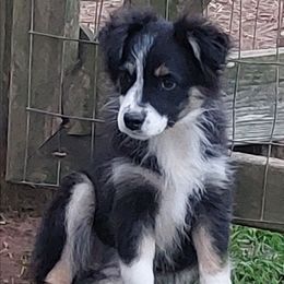 Faith - Black tri female Miniature Australian Shepherd puppy in Louisville, Mississippi from K & K Livestock