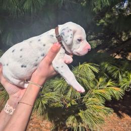 Brown - White and black male Dalmatian puppy in Pine City, Minnesota from Rock Creek Dalmatians
