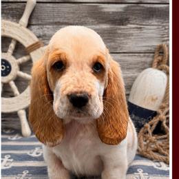 Burgundy collar feamale - Red and white female Basset Hound puppy in Columbia, South Carolina from Pawmetto Hounds